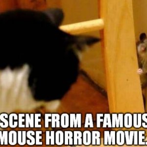 kitty krueger