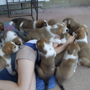 the puppies slowly realized their owner wasn t waking up and they d have to eat her to survive s