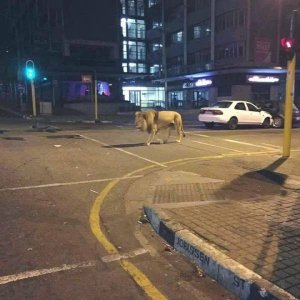 no you tell him to go when the light turns green