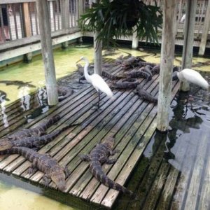for alligators this is the equivalent of the last slice of pizza in the box