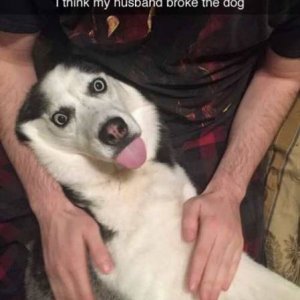 this dog clearly celebrated 420