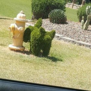 when you piss so long that foliage grows over your body