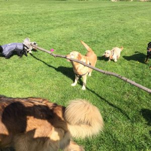 this dog just won