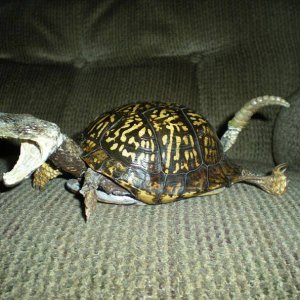 papa snake has some explaining to do