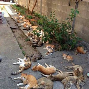 when a cat hoarder gets kicked of the house