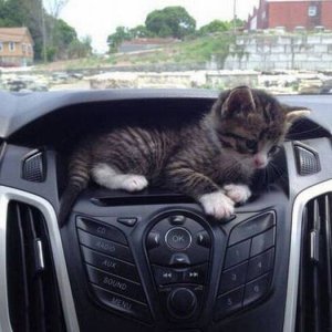 this car has a kitten compartment