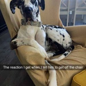 this dog buried all the fucks he doesn t give in the backyard