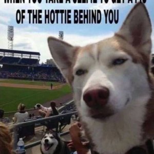 this dog is a real pimp