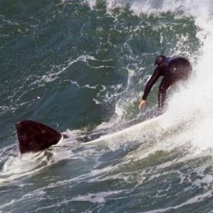 whales make the best surfboards