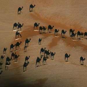 were being followed by a camel shadow a camel shadow