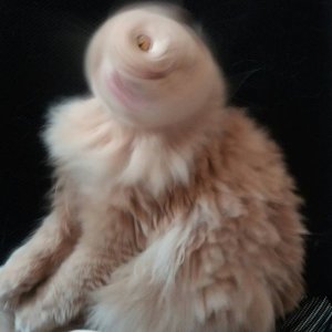 and now you know cats stay on their shit at all times
