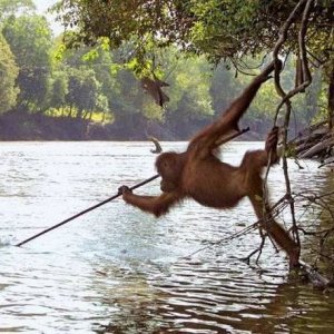 just an orangutan using a tool to fish so it begins