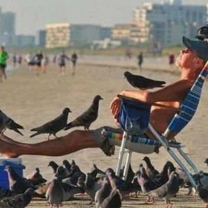 he gave the pigeons all the fucks he had left
