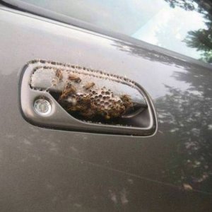 time to burn the car for the insurance money