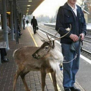 grandpa tried using blitzen but the train proved to be much faster