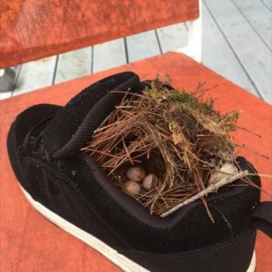 shoes signed this bird
