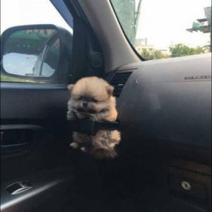 the new mazda comes with holders for one of these