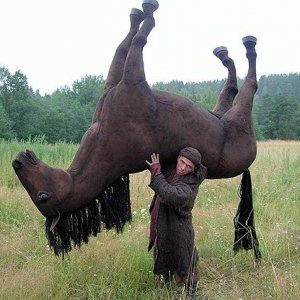 horse is broken