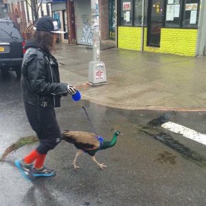 carol thought this was a cool pet until it spreads it s feathers in her studio apartment