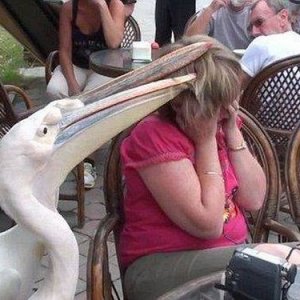the restaurant stopped allowing pets in after this