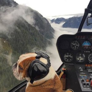 the dog said he had his pilot license so nothing to worry about