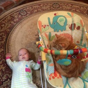 at least the cat is teaching the new generation to toughen up