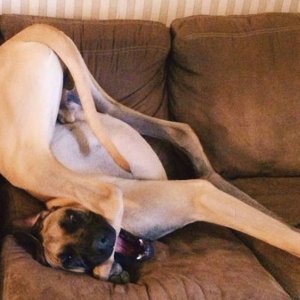 trying to master the art of downward dog