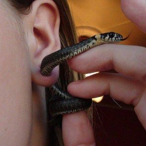 great if this is a trend girls are going to complain their earing slithered away