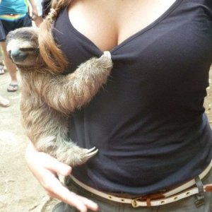 sloth is a total perv just look at that face