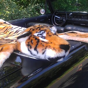 Tiger on the Plymouth Fury