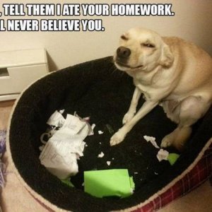 sadistic dog is sadistic