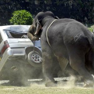 this is the elephant version of jurassic park