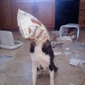 dog knew if he kept still nobody would find him