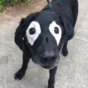 this dog is sidekick ready