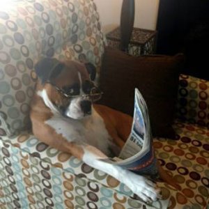 do not ask this dog for another loan do not