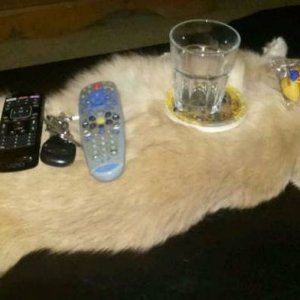 maybe its time to check on the cat