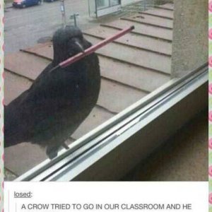 this is actually a whacky comedy movie about a student who swapped bodies with a bird