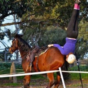 hey stop horsing around
