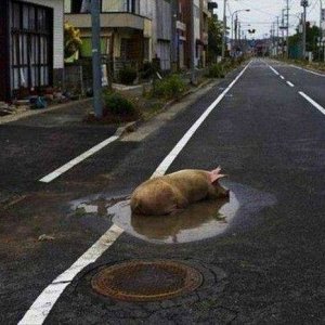 no bad bacon including road bacon