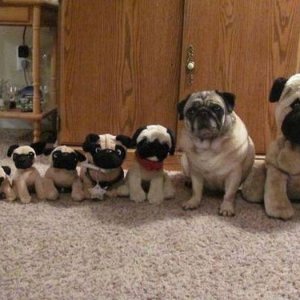 sir pugsly is hoping you can t spot him