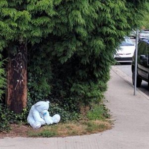 bear had wondered from his home and was found days later despondent