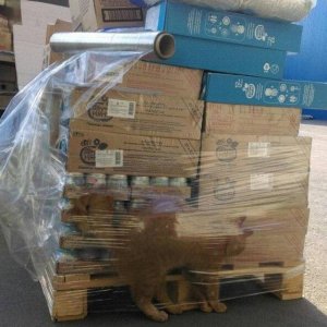 amazon prime order is here