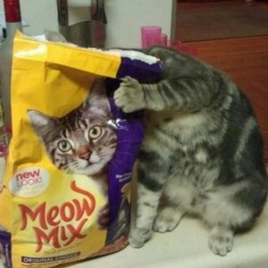 sadly mr whiskers soul was trapped in that bag