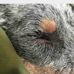 hopefully his eye didn t go the way of van gogh s ear