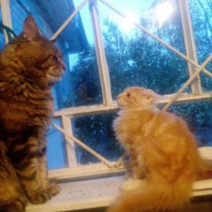 this little pussy always has to give up his cat nip money