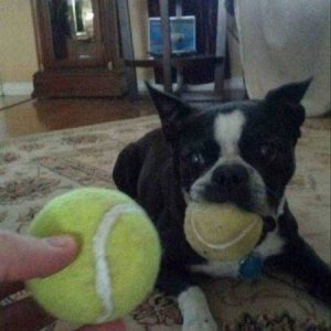 the dog will spit out the tennis ball and grab the new one works every time
