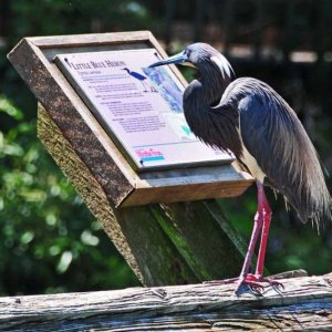 matchcom for blue herons