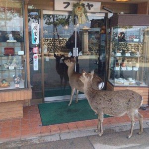 oh deer where can you get a good cup of coffee around here