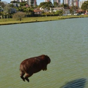 cannon ball
