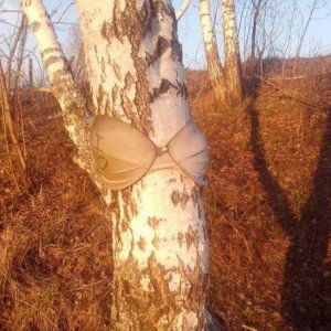 how to make a tree super sexy 101